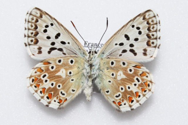 Polyommatus coridon (Chalkhill blue aberration france) Internet Image property of respective owner, non-commercial use only